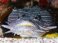 Sanopus splendidus photographed in April of 2009 using a Canon 5D camera and Sigma 50mm macro lens  (1/180th second, f22, ISO 200)