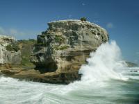 Muriwai Beach gannet colony photographed in January of 2003 using a Canon 1Ds digital camera and Sigma 15-30mm lens