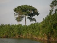 photographed in May of 2009 using a Canon 5D camera and Canon 28-135mm image stabilized lens set to 100mm  (1/250th second, f5.6, ISO 200)