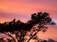 photographed in January of 2009 using a Canon 50D camera and Canon 100mm f2.8 USM macro lens  (1/90th second, f2.8, ISO 200)