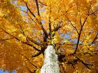 photographed in October of 2003 at Devil's Lake, Wisconsin, using a Canon 1Ds digital camera and Sigma 15-30mm lens set to 30mm  (1/60th second, f9.5, ISO 100)
