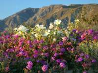 photographed in California's Anza-Borrego state park in March of 2005 using a Canon 1Ds camera and Canon 28-105mm lens set to 105mm  (1/5th of a second, f22, ISO 100)