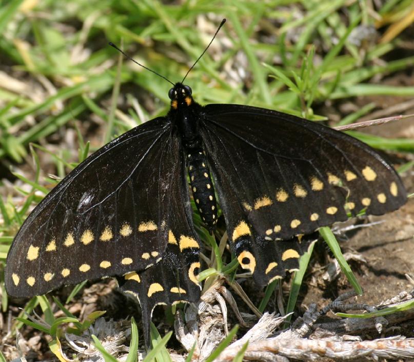 Сохранение темных бабочек в результате. Черный Махаон (Black Swallowtail) гусеница. Бабочка черная. Желто черная бабочка. Желтая бабочка с черными пятнышками.