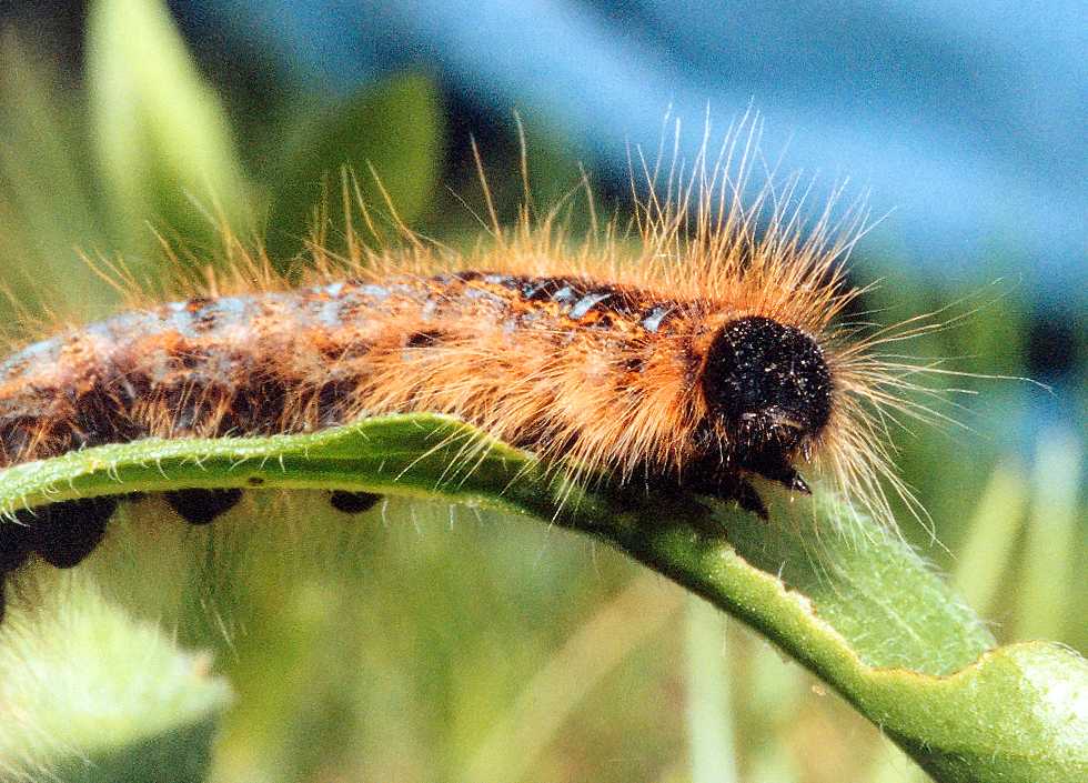 Eastern Tent caterpillar   (click here to open a new window with this photo in computer wallpaper format)