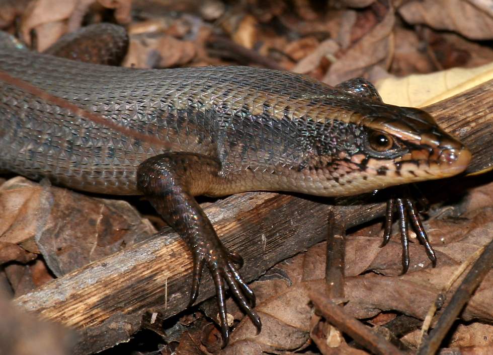Indonesian Amphibians and Reptiles