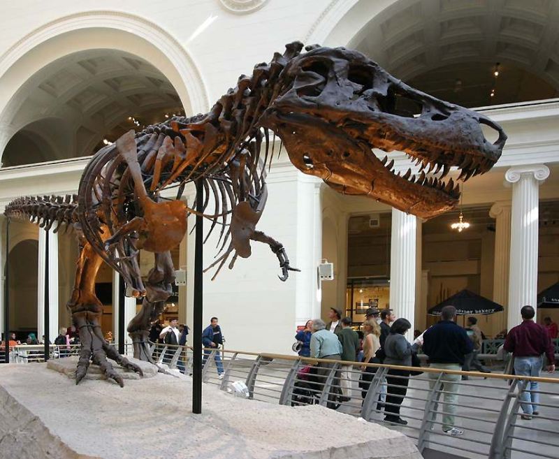 Sue the tyrannosaurus at the Field Museum