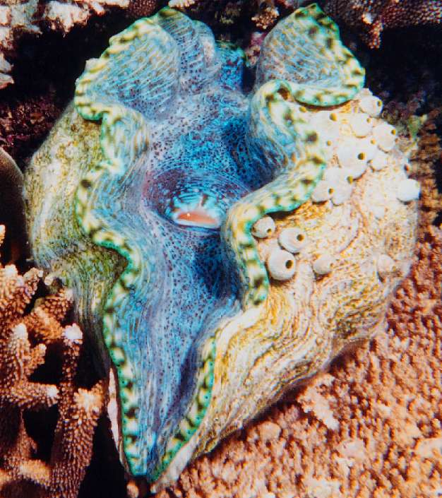 open giant clam