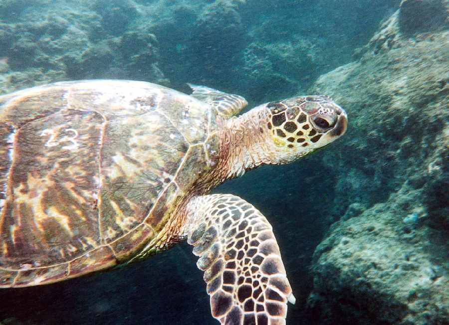 turtle closeup cruising through water