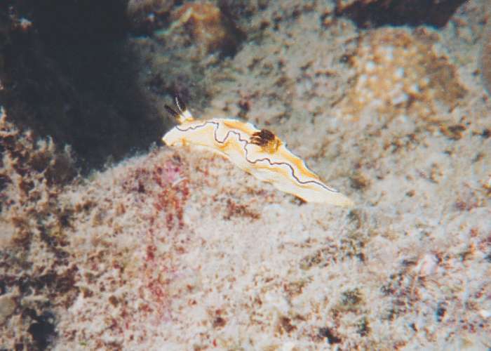 side view of Glossodoris Sibogae