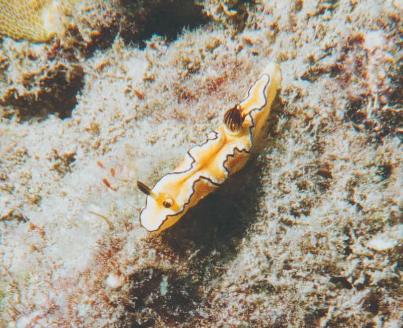 top view of Glossodoris Sibogae