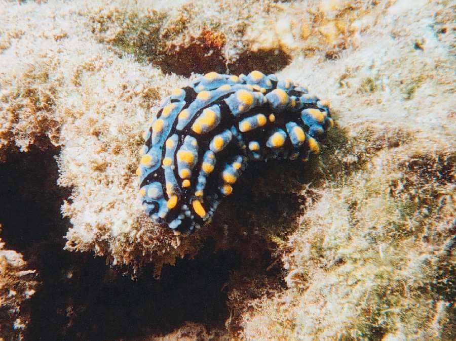 top view of Phyllidia Varicosa