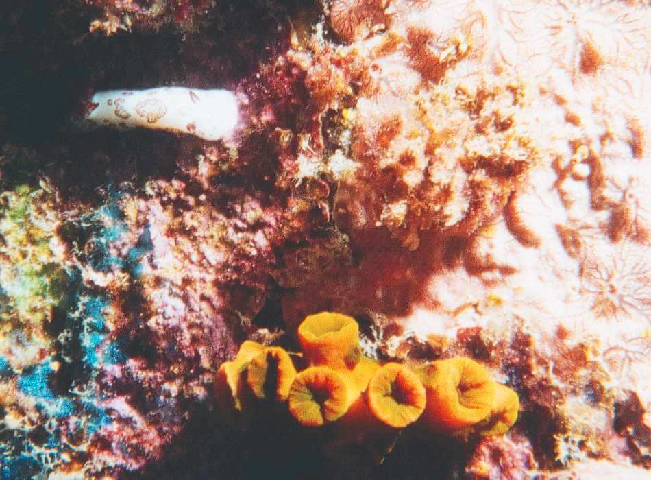 unknown nudibranch