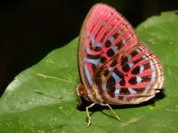 click here to see the metalmark wallpaper photos