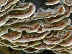 Trametes versicolor  (aka Polyporus versicolor, aka Coriolus versicolor) photographed at Devil's Lake, Wisconsin in October of 2003 using a Canon D60 digital camera and Canon 100mm f2.8 USM macro lens