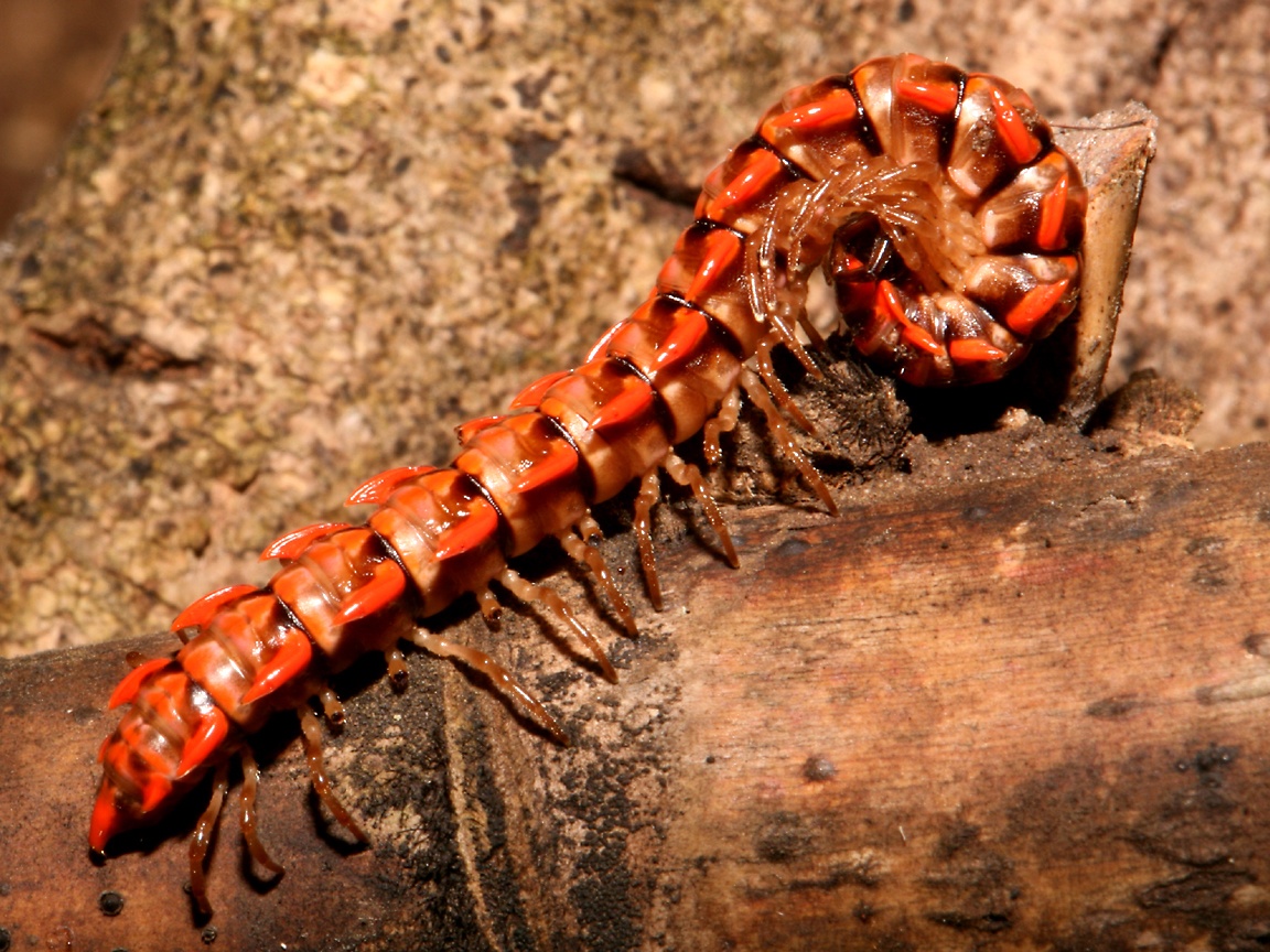Centipede and Millipede Wallpaper.
