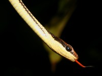 snake wallpaper
