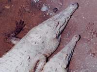 crocodilian wallpaper